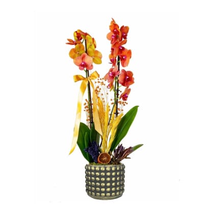 Çift Dallı Ateş Orkide