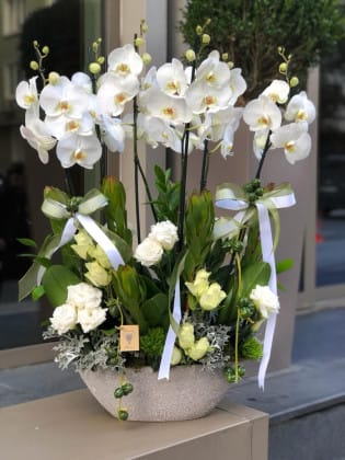Smile Serisi Beyaz Orkide Tasarım